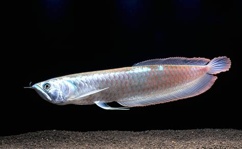 Arowana .